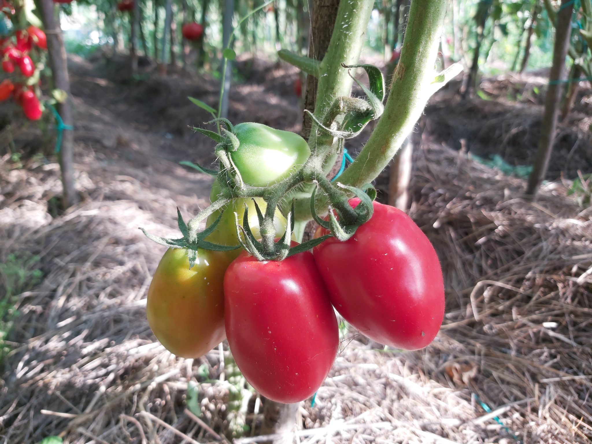 paradajz opg pereglin