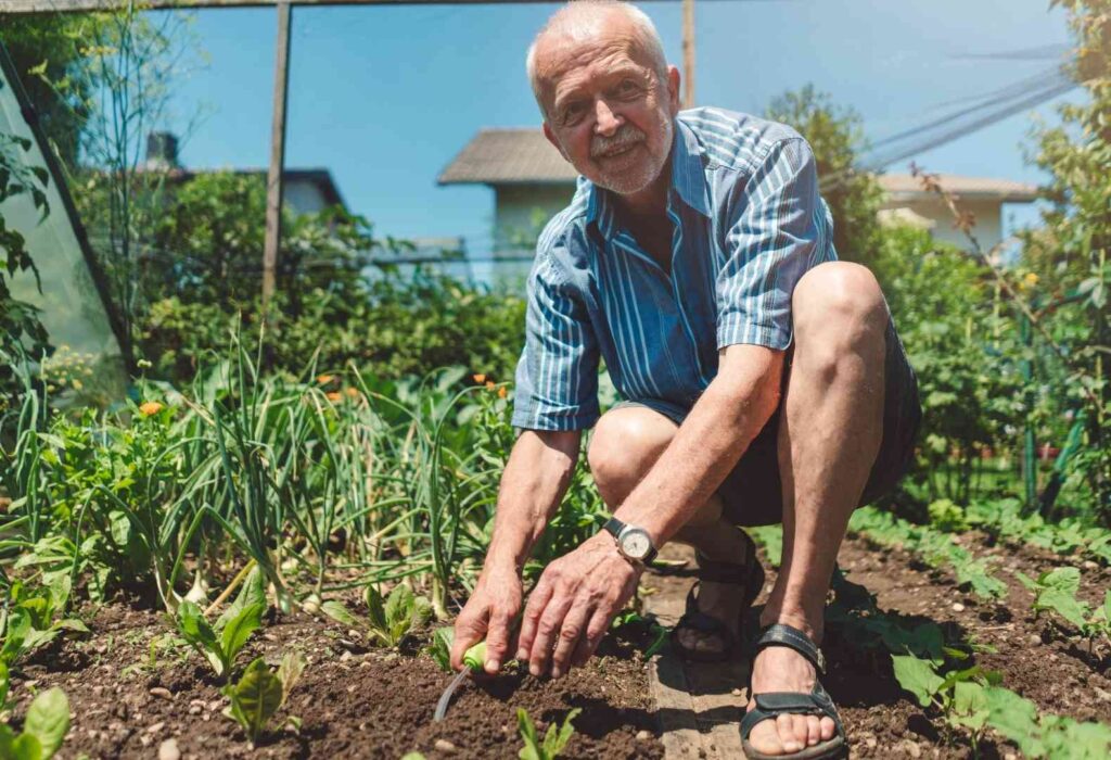Zašto je važno starinsko sjemenje - potpuni vodič 2 pereglin vrtova