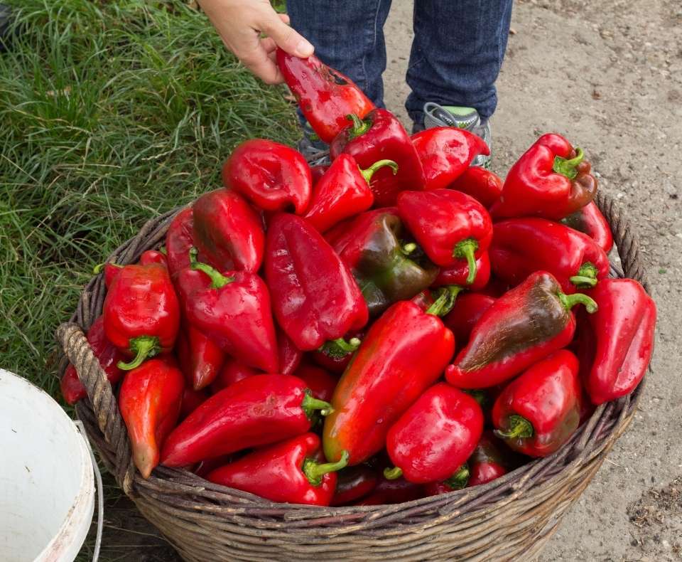 Ajvar - potpuni vodič + 5 recepata i svi savjeti 6 pereglin sjeme paprika10