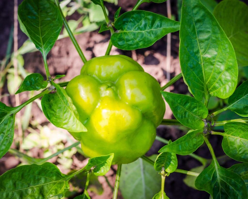 Najbolje tlo za za paprike: Vodič za vrtlare 3 wop Paprika7896532
