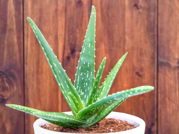 Agava i Aloe Vera: razlike i sličnosti 3 Aloe vera7890522