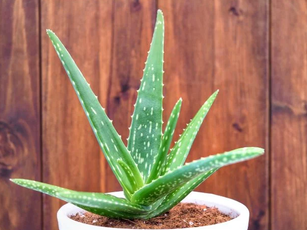 Aloe vera7890522