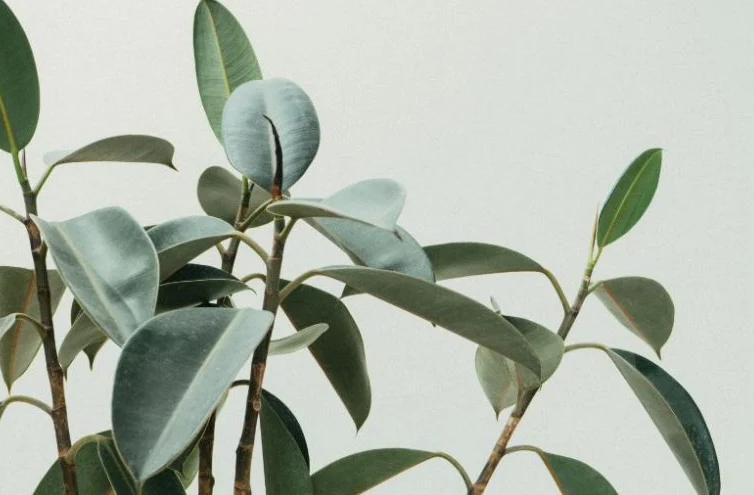 Kako orezati fikus gumijevac(Ficus elastica) 2 Fikus gumijevac6780233