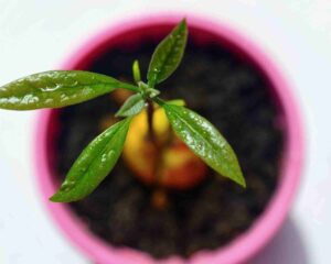 Kako uzgojiti drvo avokada iz sjemenki sa slikama987345554 wop