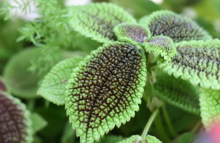 Pilea73859668975066