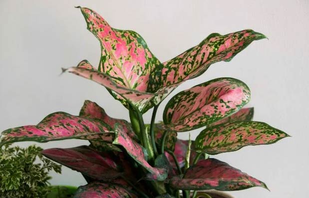 Wop Aglaonema7627