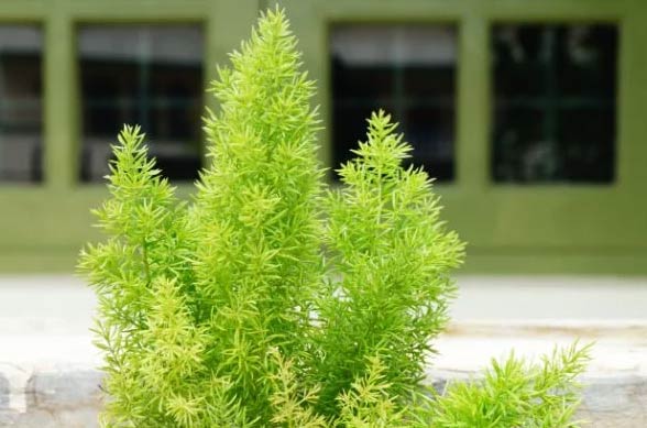 23 najbolje kupaonske biljke koje izgledaju fantastično 23 Wop Asparagus7247