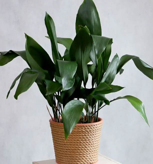 Wop Aspidistra6893