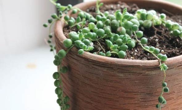 Biljka krunice (Senecio rowleyanus) vene? (uzroci i rješenja) 5 Wop Biljka krunice654247