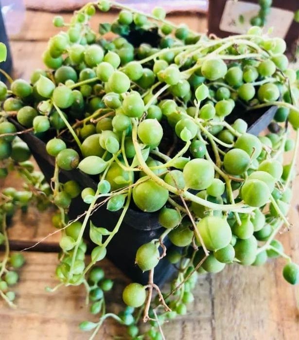 Biljka krunice (Senecio rowleyanus) vene? (uzroci i rješenja) 2 Wop Biljka krunice75348