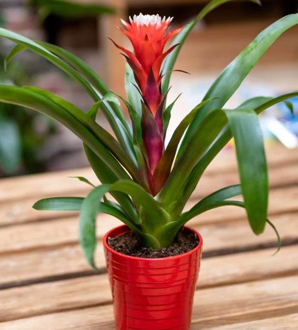 23 najbolje kupaonske biljke koje izgledaju fantastično 3 Wop Bromelija7427