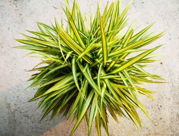 23 najbolje kupaonske biljke koje izgledaju fantastično 22 Wop Chlorophytum