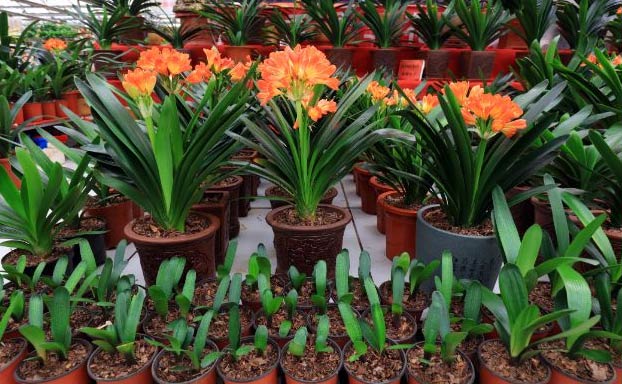 Njega clivije – Kako uzgajati kafirski ljiljan 5 Wop Clivia567583