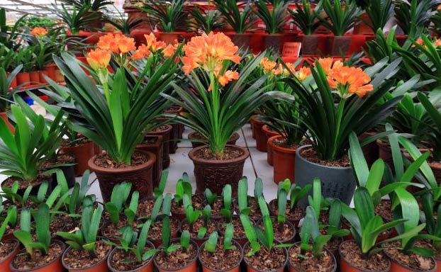 Wop Clivia567583