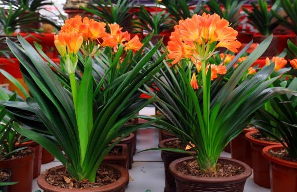 Wop Clivia6437