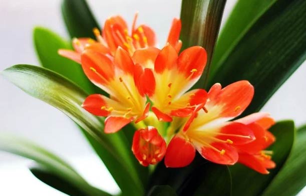 Njega clivije – Kako uzgajati kafirski ljiljan 4 Wop Clivia75848