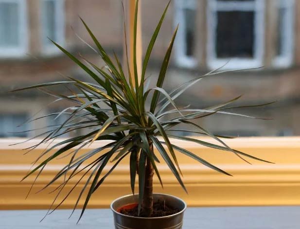 23 najbolje kupaonske biljke koje izgledaju fantastično 7 Wop Dracaena6737