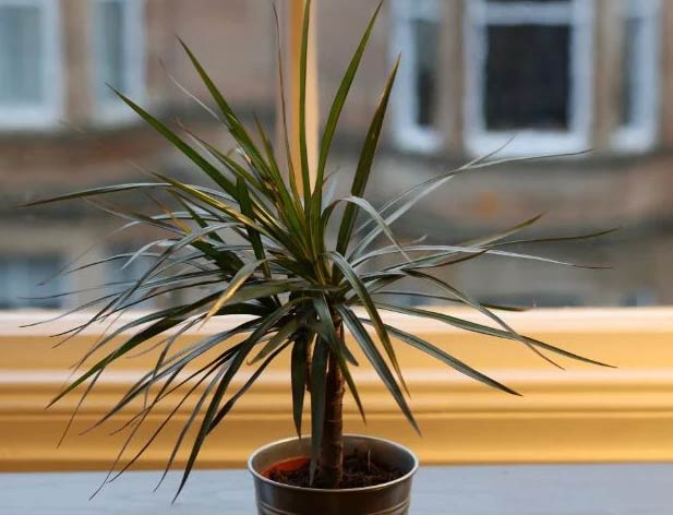 Wop Dracaena6737