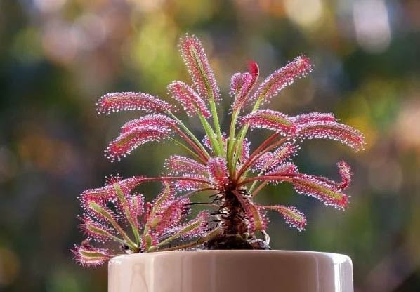 15 neobičnih sobnih biljaka za koje nećete vjerovati da postoje 10 Wop Drosera75853