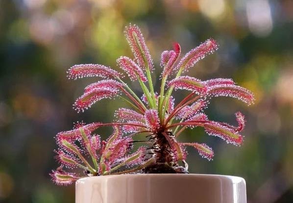 Wop Drosera75853