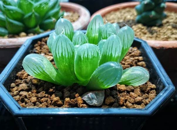 15 neobičnih sobnih biljaka za koje nećete vjerovati da postoje 3 Wop Haworthia7637