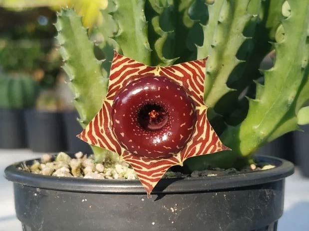 Wop Huernia3478