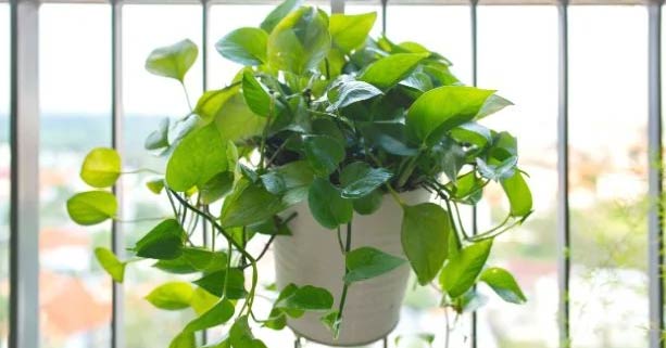 Kako orezati pothos (zlatni puzavac)– praktični vodič 2 Wop Pothos6737