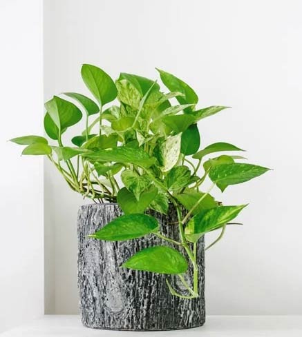 Kako orezati pothos (zlatni puzavac)– praktični vodič 3 Wop Pothos73638