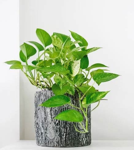 Wop Pothos73638