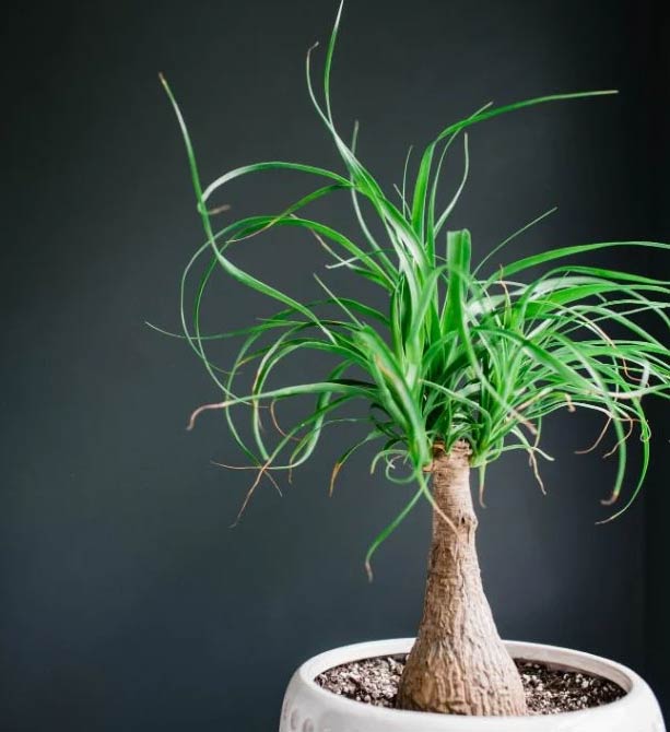 Zašto moja slonova noga (Beaucarnea recurvata)ima smeđe vrhove? 4 Wop Slonova noga623237