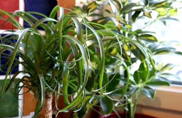Zašto moja slonova noga (Beaucarnea recurvata)ima smeđe vrhove? 2 Wop Slonova noga64373