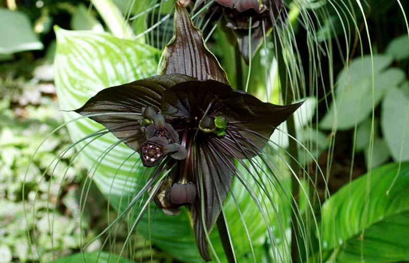 Wop Tacca3477