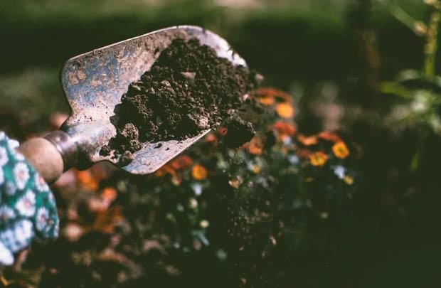 Zašto moja slonova noga (Beaucarnea recurvata)ima smeđe vrhove? 3 Wop Tlo67373