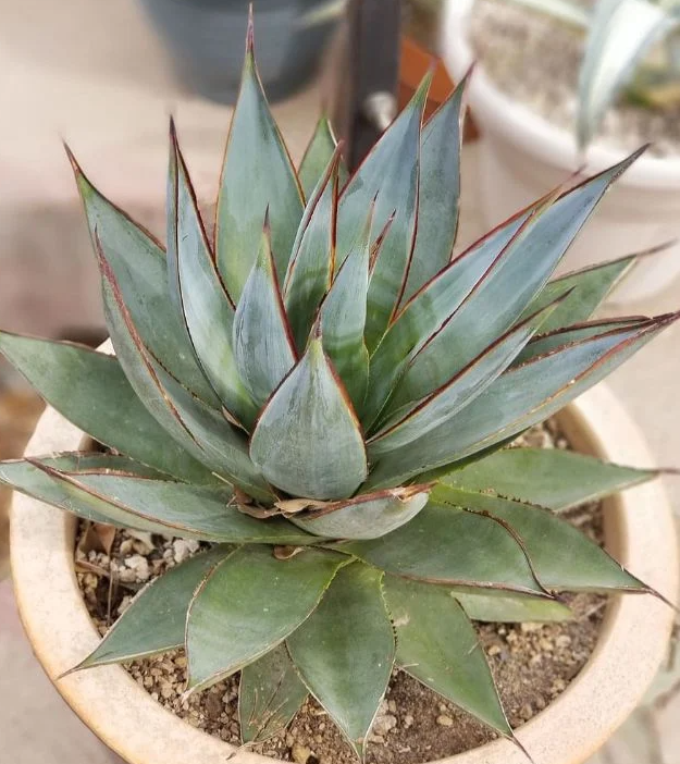Agava i Aloe Vera: razlike i sličnosti 2 agava87309