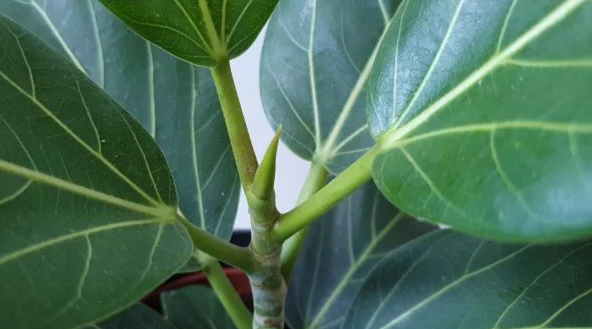 Njega fikusa Audrey (Ficus benghalensis) 6 lh43cjk73ccmn37