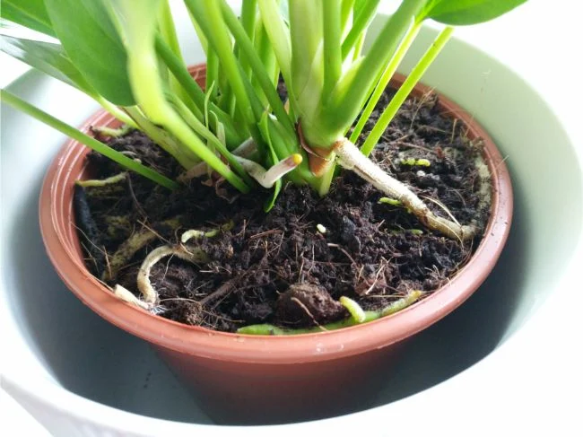 Anthurium ne cvjeta? 7 načina da procvjeta 3 wop 7834z8hg34bg348ugh43hbjg3487gbhjgklhi3ass8743brgerjh