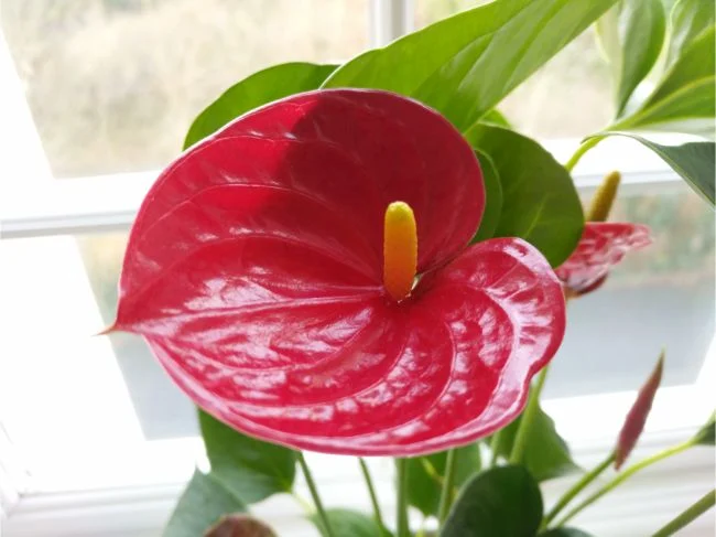 Anthurium ne cvjeta? 7 načina da procvjeta 5 wop 8734z987432hbv32w48776t6the34786bjkgjuwe3487rgehhjj