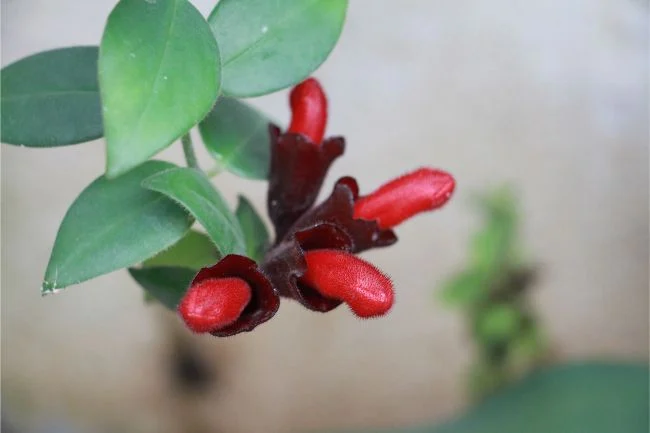 Kako se brinuti za Aeschynanthus Radicans 2 wop Aeschynanthus5763488347685342