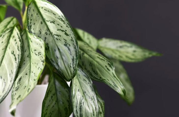 Zašto moja aglaonema visi? 2 wop Aglaonema67843090