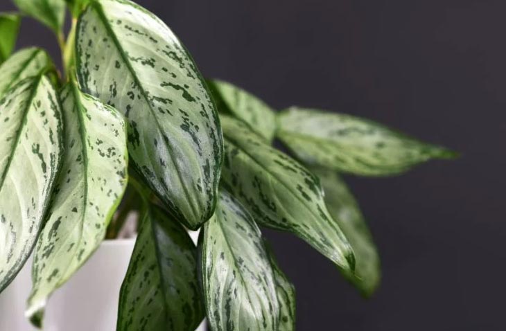 wop Aglaonema67843090