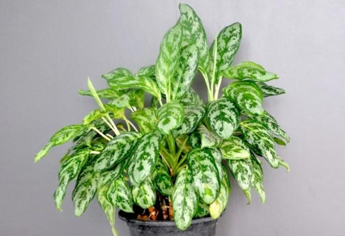 Zašto moja aglaonema ima žuto lišće? 2 wop Aglaonema783694436