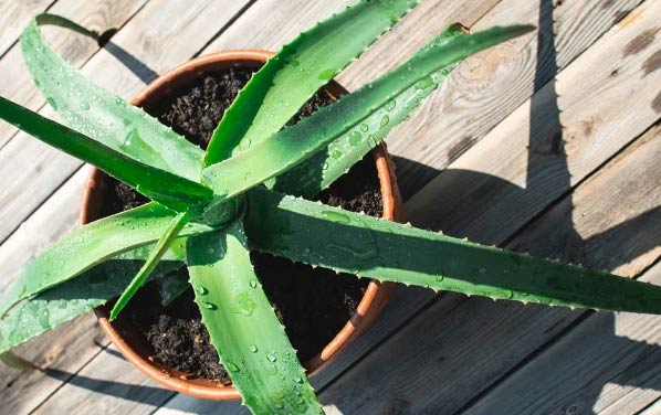 Zašto moja aloe vera visi? 9 Uzroci i rješenja 2 wop Aloe vera67092