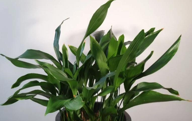 wop Aspidistra5865596