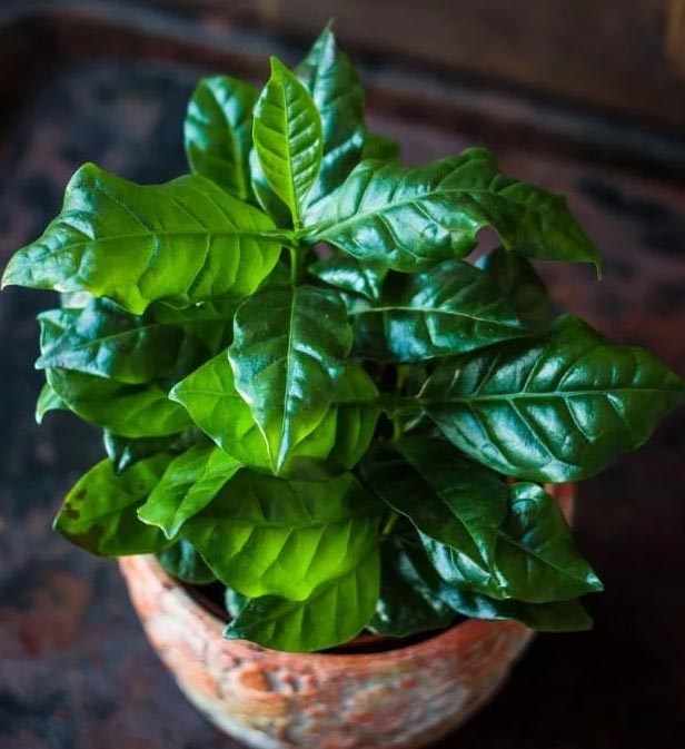 Njega biljke kave u zatvorenom prostoru (Coffea arabica) 2 wop Biljka kave57463887