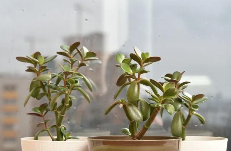 Kako pomoći dugonogoj biljci žada (Crassula Ovata) 2 wop Biljka zada368745090