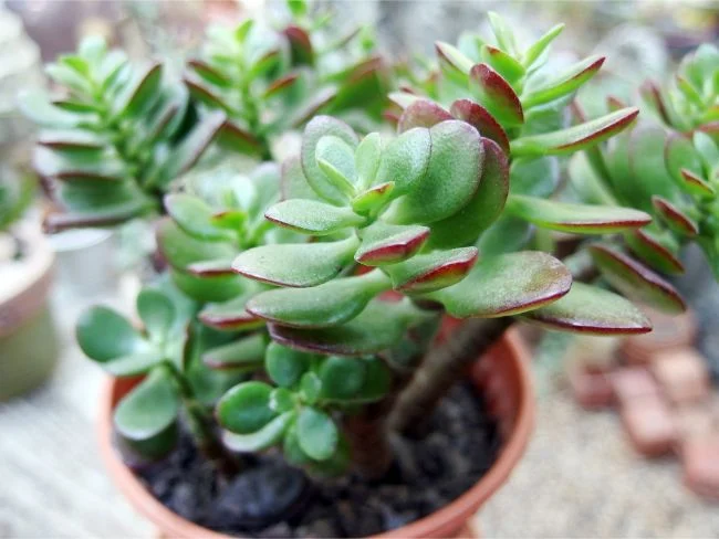 Njega biljaka žada: Potpuni vodič za uzgoj (Crassula Ovata) 2 wop Biljka zada6783006389