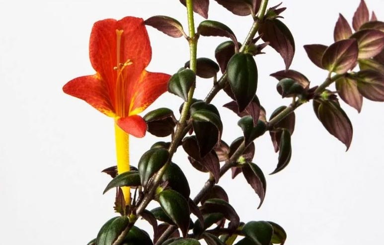 Njega biljaka zlatne ribice (Columnea Gloriosa) 2 wop Biljka zlatne ribice6703844