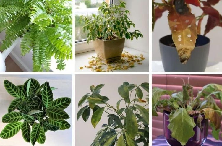 Övervattning och undervattning – så fixar du båda enkelt 2 wop Plants675483939