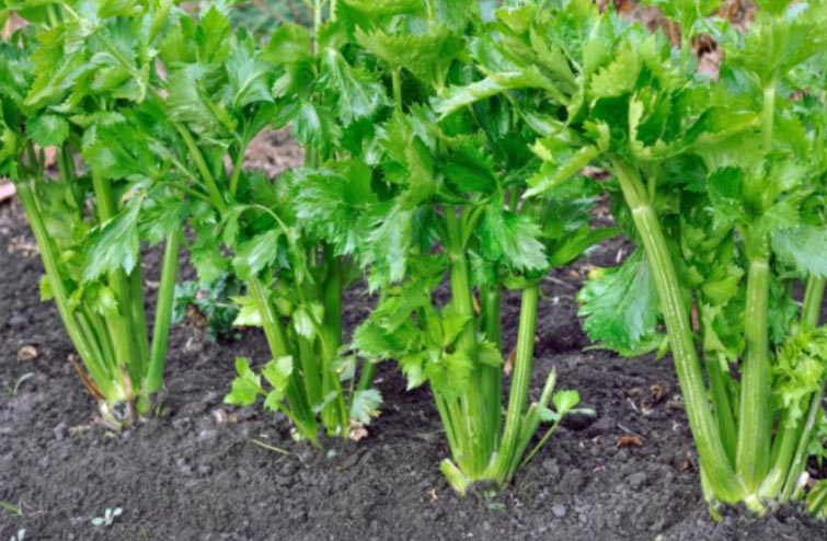Sadnja, uzgoj i berba celera 3 wop Celer63748955