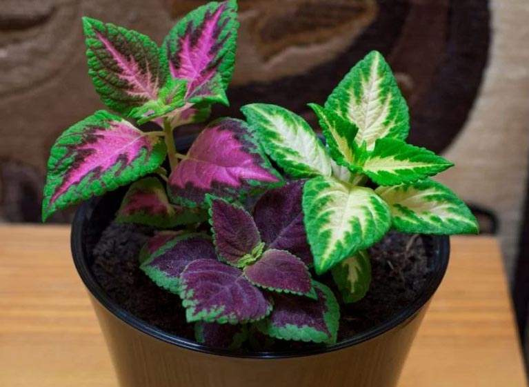 wop Coleus367548989